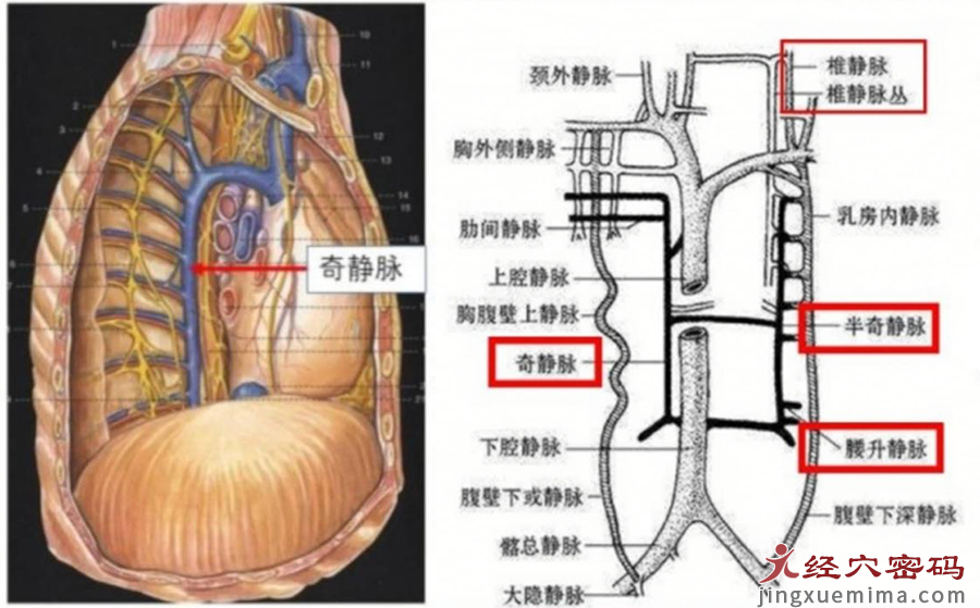 揭秘足少阴肾经，那些你读不懂的经脉循行