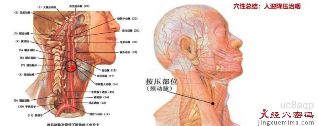 传承弟子分享：降压妙穴—人迎