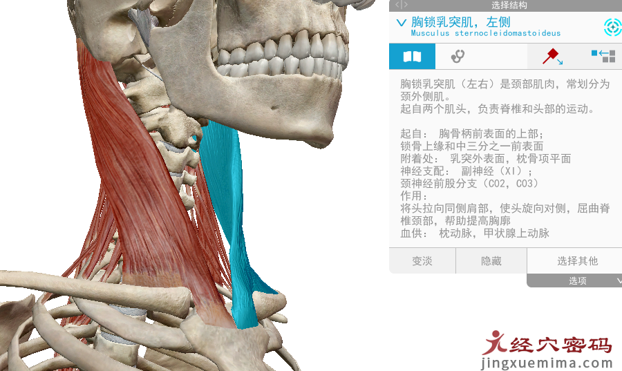 传承弟子分享：胃足阳明之脉经筋知识点总结