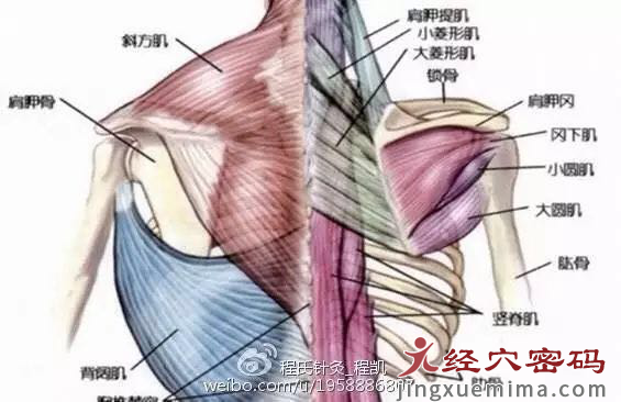 医师分享：掌握三才针法，病在“膏肓”亦可针