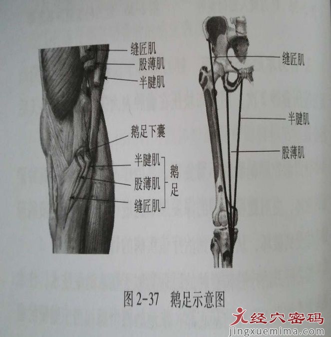 从解剖角度思考三阴交的位置与作用（上）