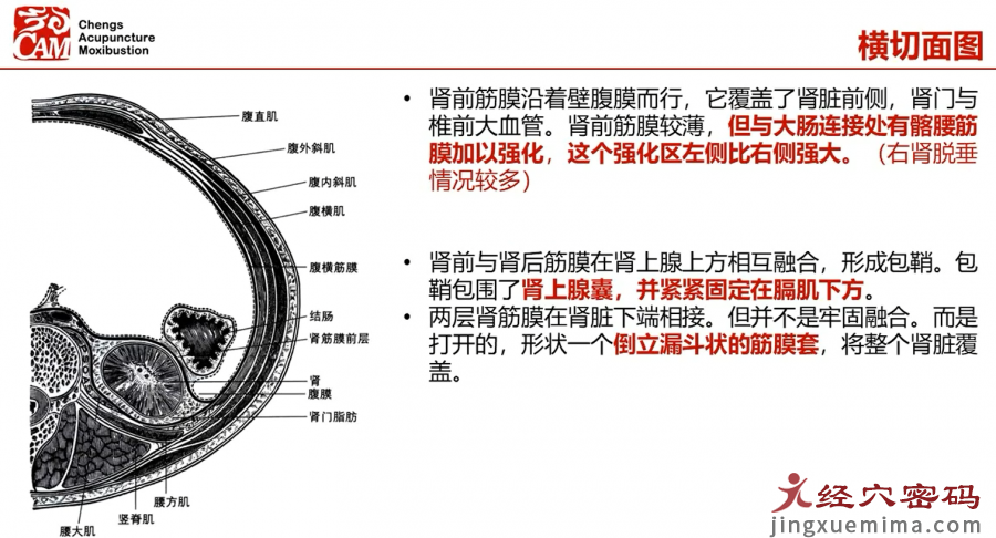 从现代解剖学认识，肾是如何捍卫自己的位置的