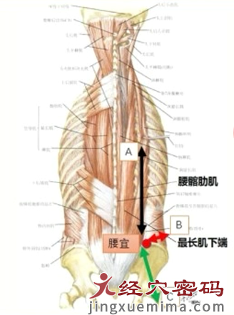 腰宜穴的三才刺法