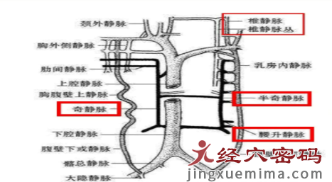 肾足少阴之脉隐含的循环系统知识你“get”到了吗？