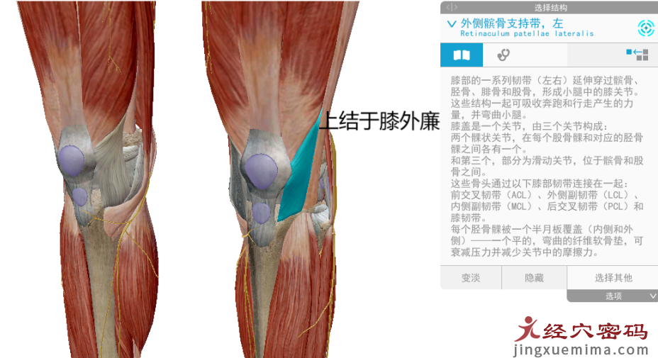 传承弟子分享：胃足阳明之脉经筋知识点总结