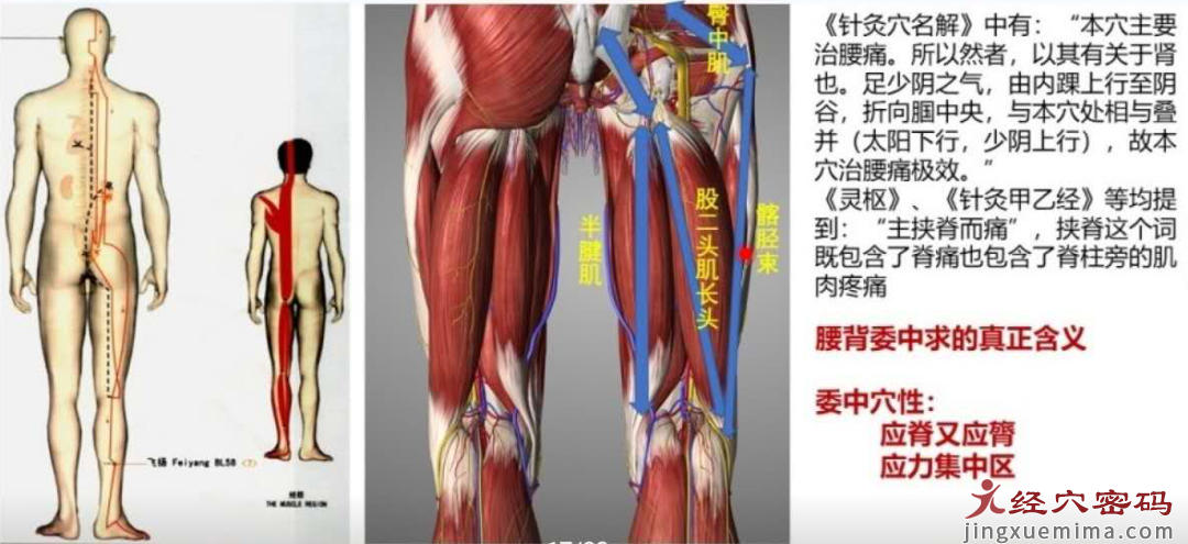 传承弟子分享：腰背委中求的含义