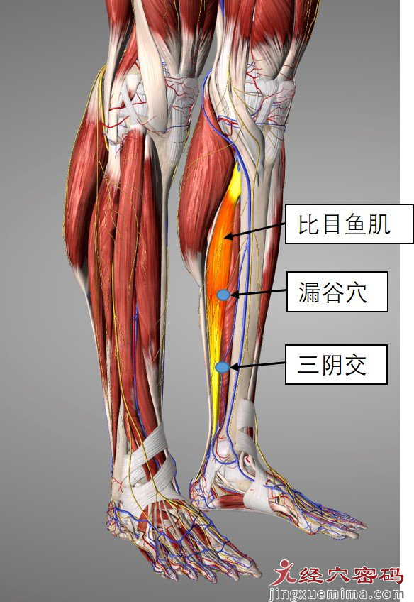 人人都知道的“妇科三阴交”，按揉时肿胀疼痛是怎么回事？