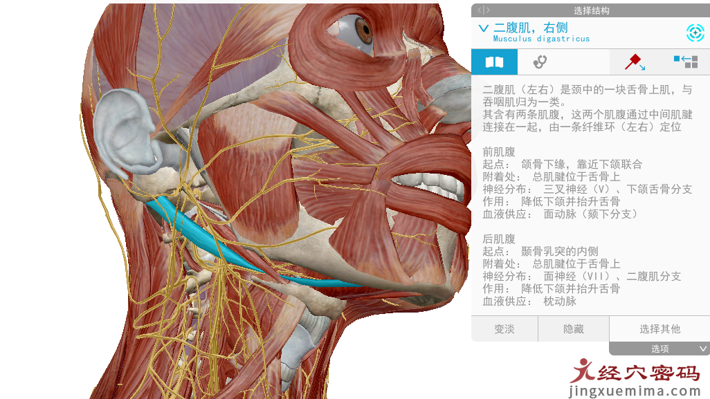 传承弟子分享：胃足阳明之脉经筋知识点总结