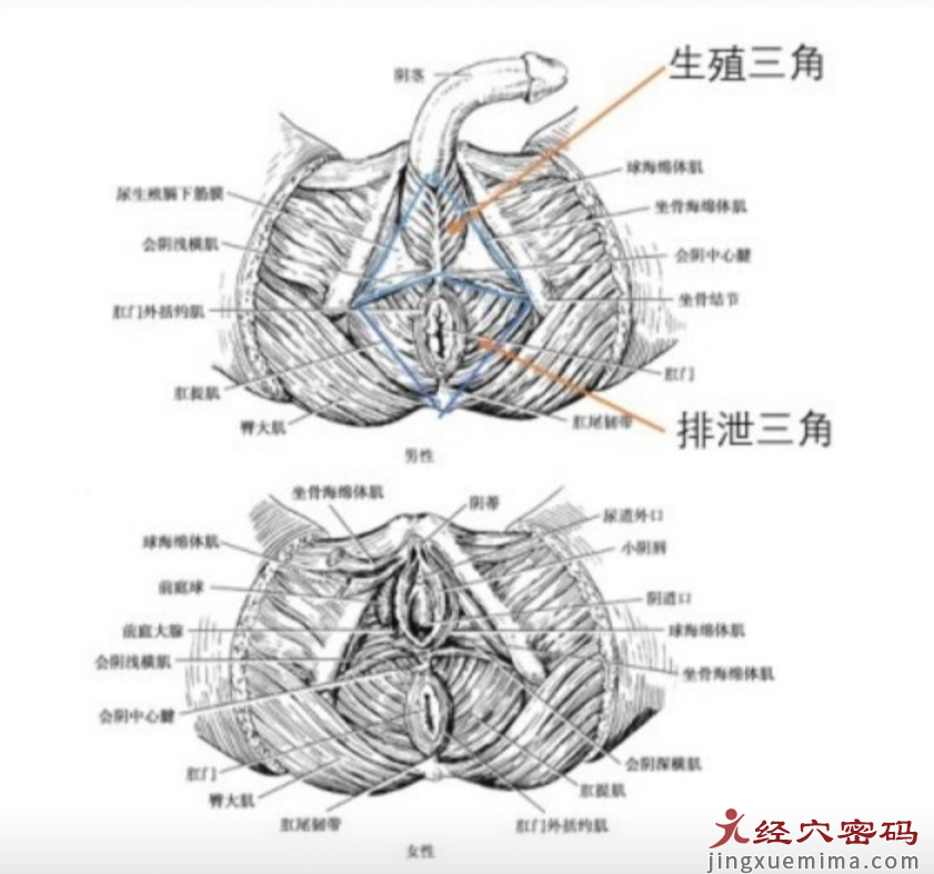 从现代解剖学认识“肾主纳气”与“肾开窍于二阴”