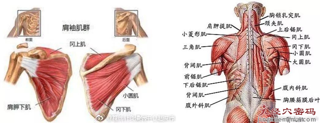 医师分享：什么是肩胛骨弹响综合征？