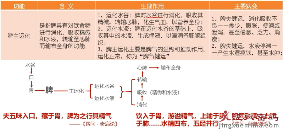 恍然大悟，原来“脾脏”的生理功能是这样的