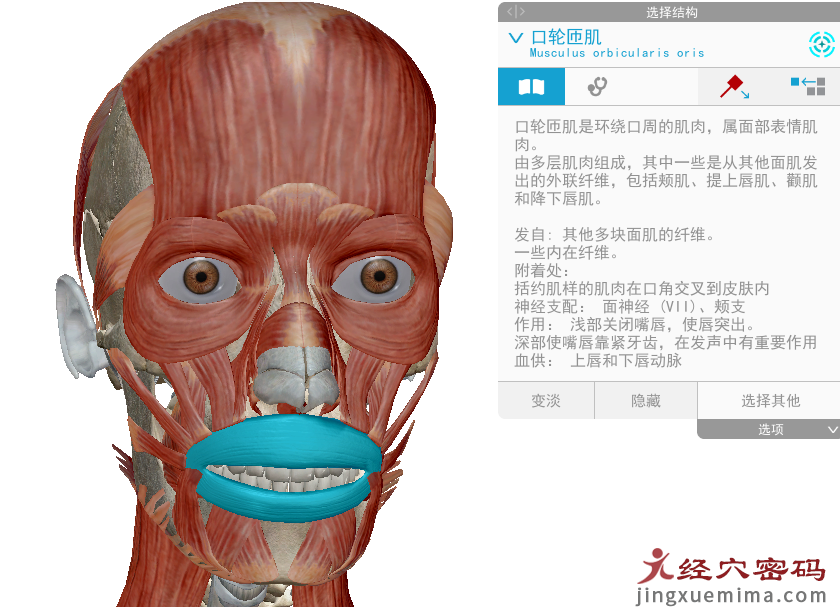 传承弟子分享：胃足阳明之脉经筋知识点总结