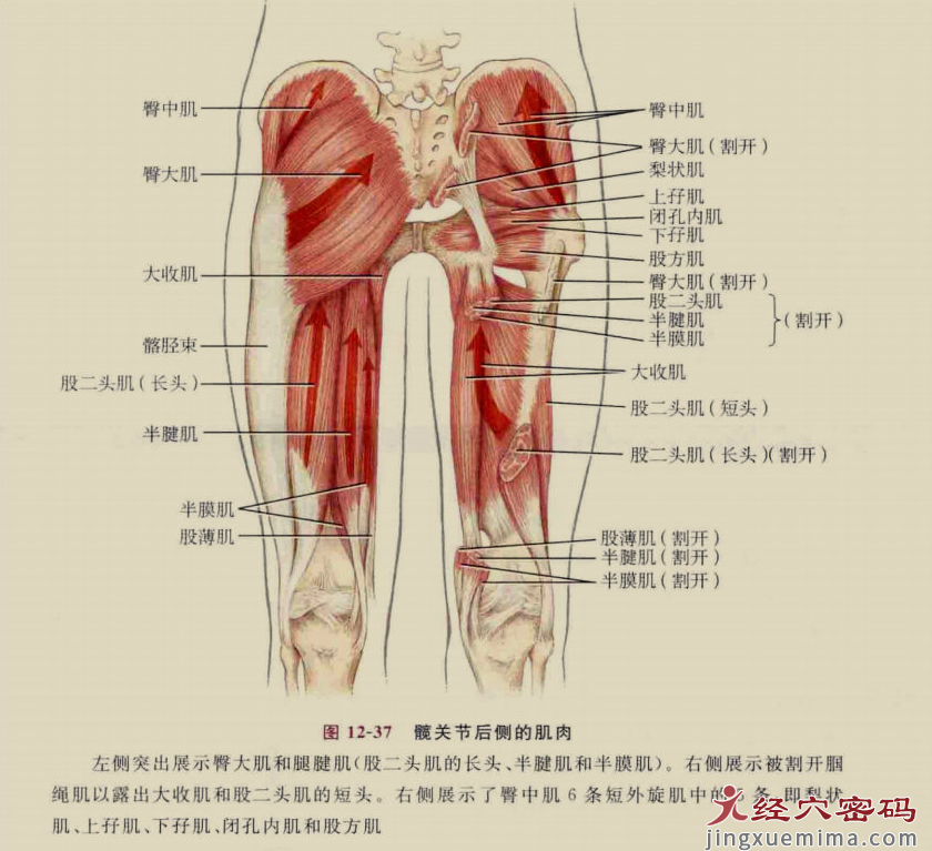 传承弟子分享：足厥阴经筋的解剖分析