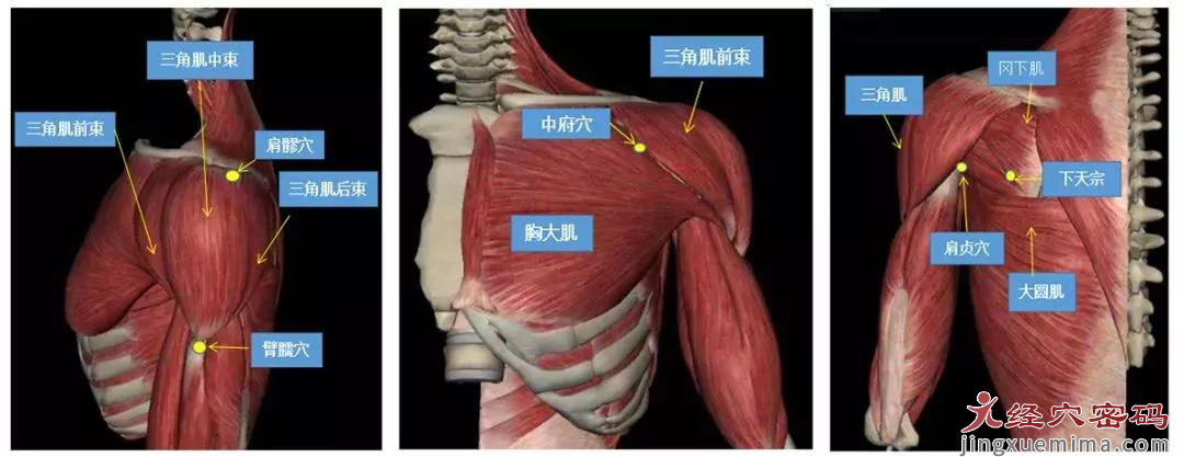 肩周炎不能只用消炎药控制，针灸治疗，快速起效