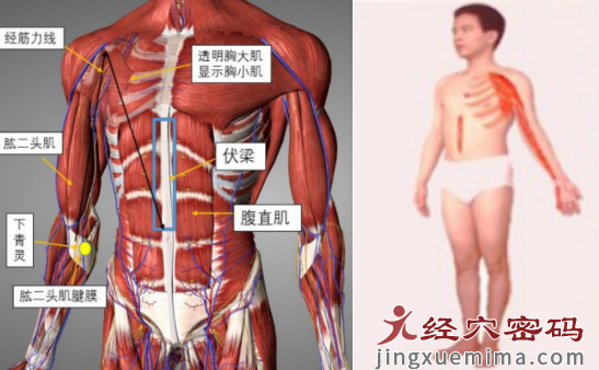 学员分享：五十肩的中医治疗方法及思考