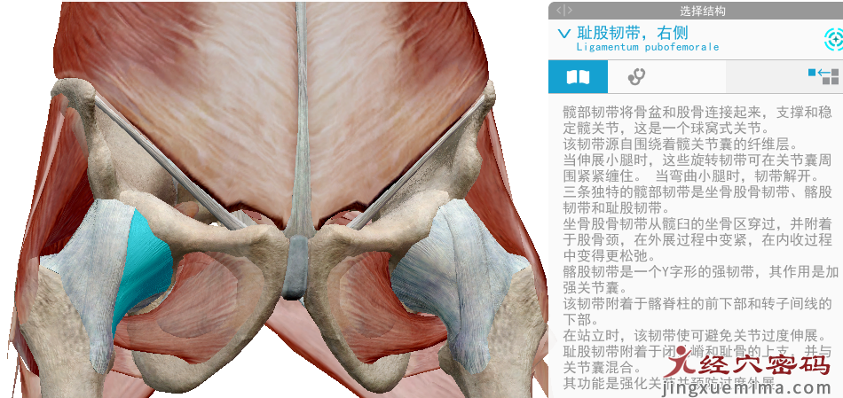 传承弟子分享：胃足阳明之脉经筋知识点总结