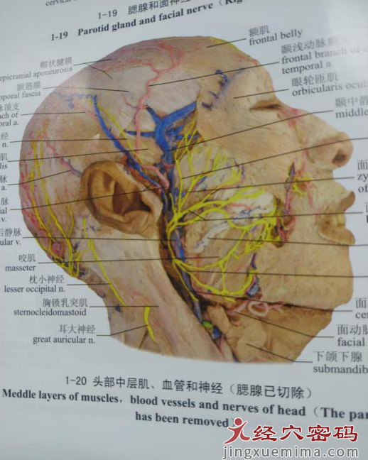 【医保定点】上海大诚中医门诊部医案分析