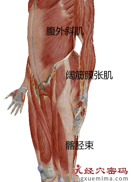 传承弟子分享：胃足阳明之脉经筋知识点总结