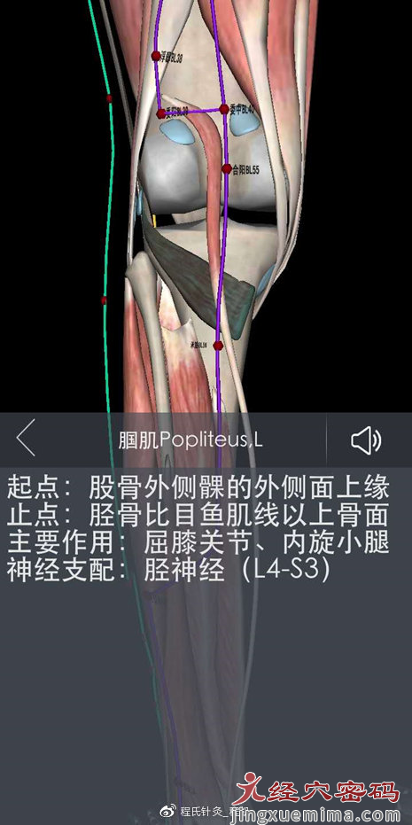 程凯养生说：治腰先治膝，治膝亦治腘