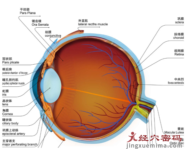 程凯养生说：眼睛和血的关系