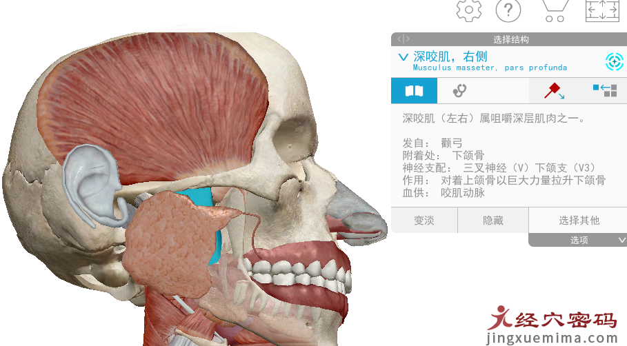 传承弟子分享：胃足阳明之脉经筋知识点总结