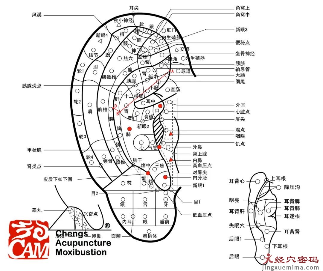 一入秋就咳嗽，试试耳穴止咳