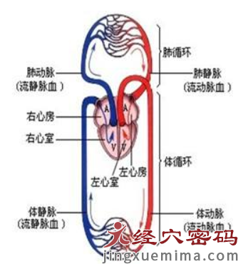 了解了这么多年的中医，“肝藏血”的生理功能你真的懂吗？