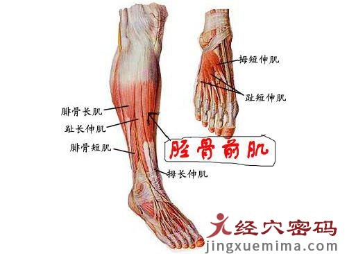 从解剖角度思考三阴交的位置与作用（上）