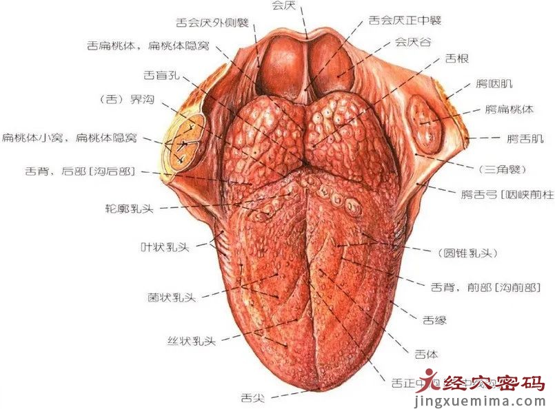 带你了解舌的解剖形结构与舌象的关系