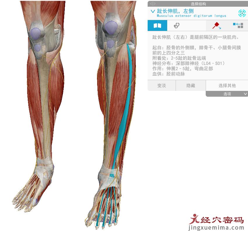 传承弟子分享：胃足阳明之脉经筋知识点总结