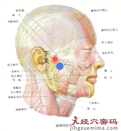 下关穴三才针刺方法居然有如此神效……