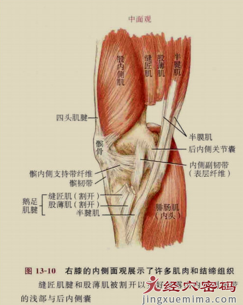 传承弟子分享：足厥阴经筋的解剖分析