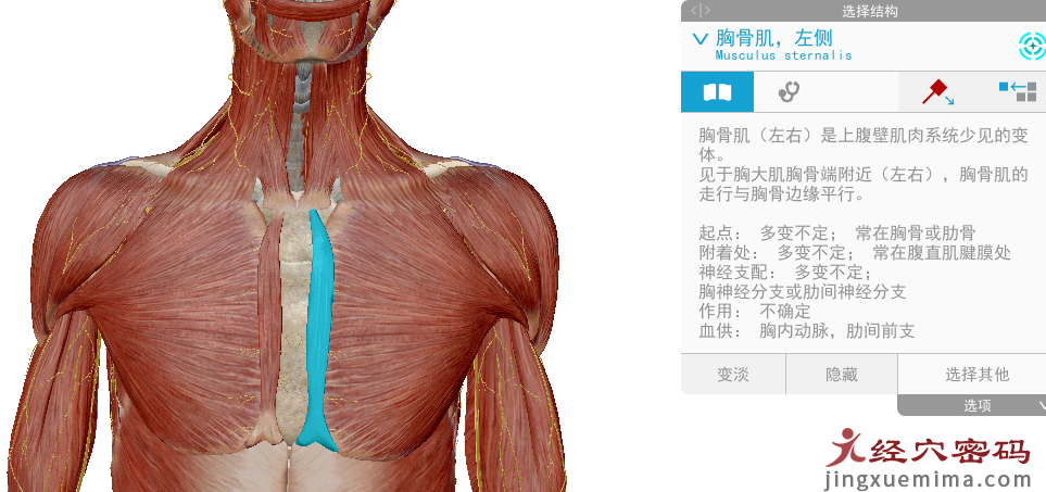 传承弟子分享：胃足阳明之脉经筋知识点总结