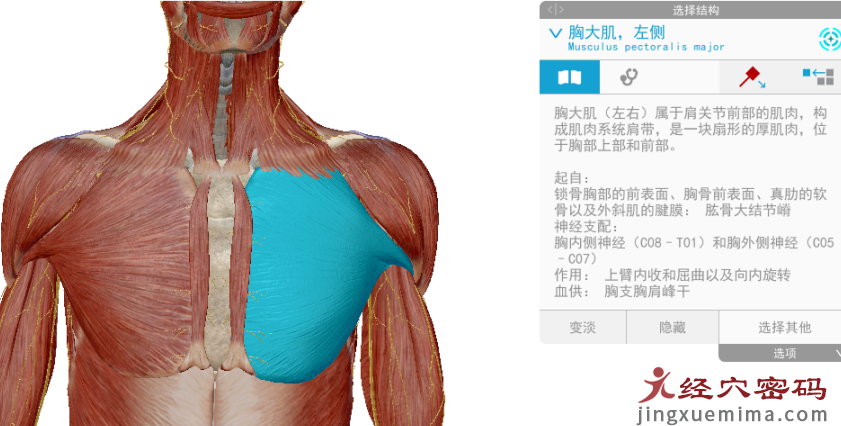 传承弟子分享：胃足阳明之脉经筋知识点总结