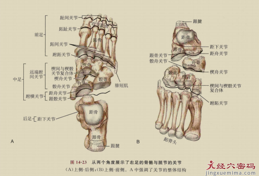 传承弟子分享：足厥阴经筋的解剖分析