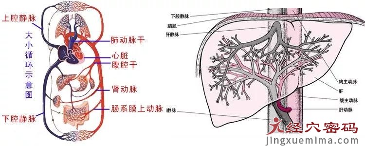 如何理解肝藏血