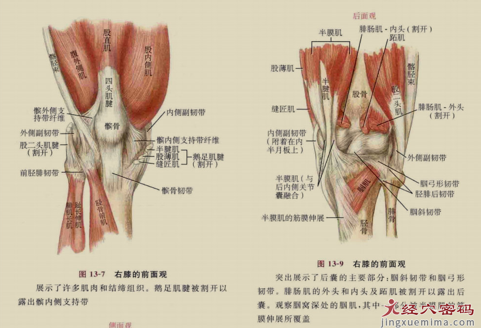 传承弟子分享：足厥阴经筋的解剖分析