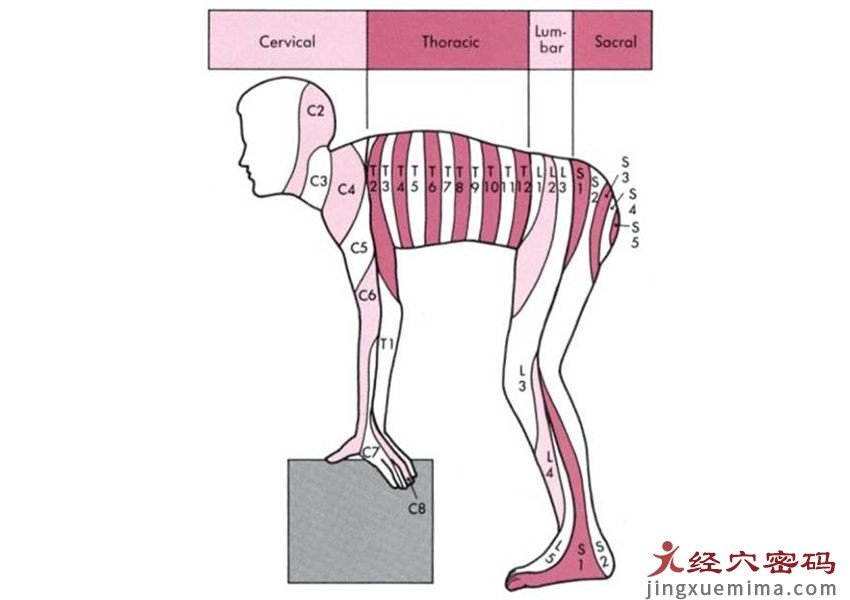 背俞穴大家普遍存在的困惑 学习是存在盲点的，但可怕的是自己不知道自己的盲点