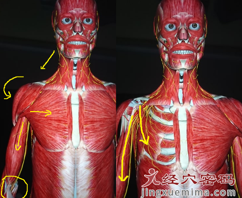 学员分享：五十肩的中医治疗方法及思考