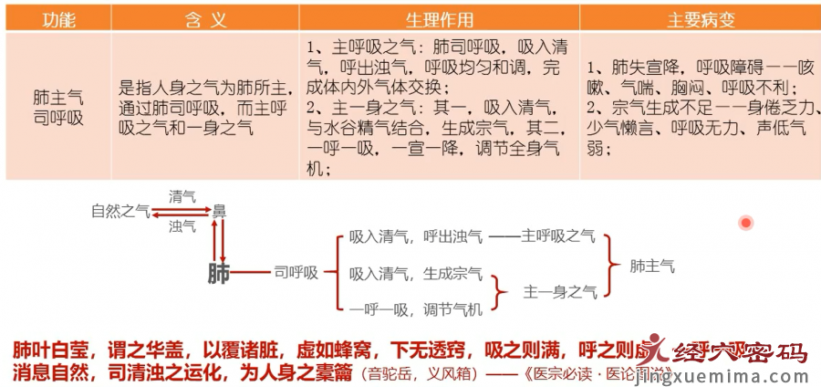 学员分享：“邻居”大肠助肺宣发肃降一臂之力