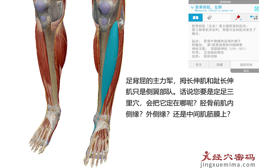 传承弟子分享：胃足阳明之脉经筋知识点总结